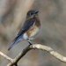Bluebird by cjwhite