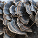 Concentric scallops by randystreat