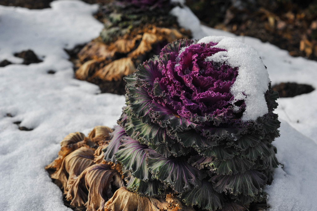 Snowy Kale  by loweygrace