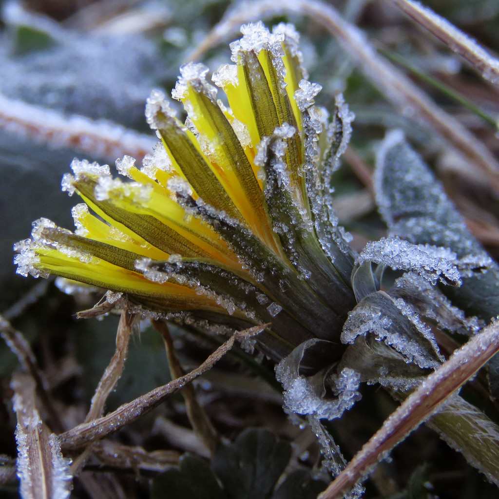 Frosted Dandelion by milaniet