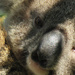hypnotic by koalagardens