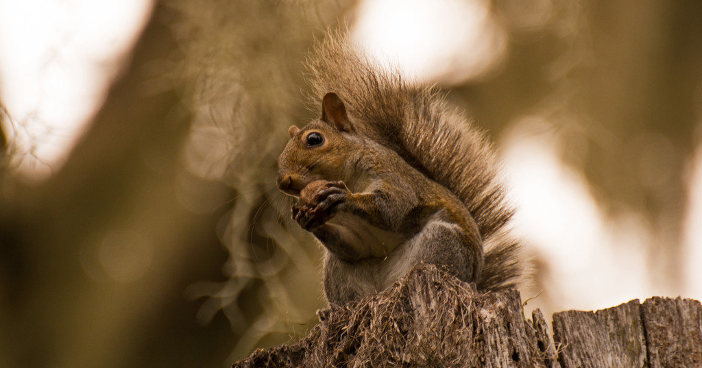 Squirrel Having a Snack! by rickster549