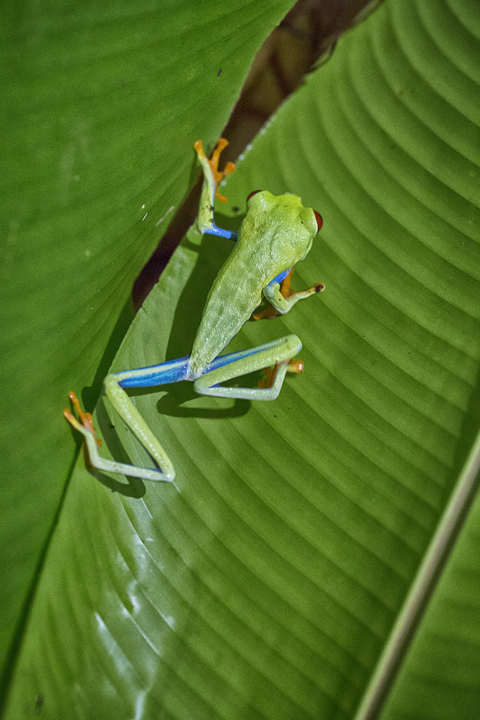 The Famous Red-eyed Tree Frog by pdulis