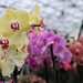 orchid smiles by edorreandresen