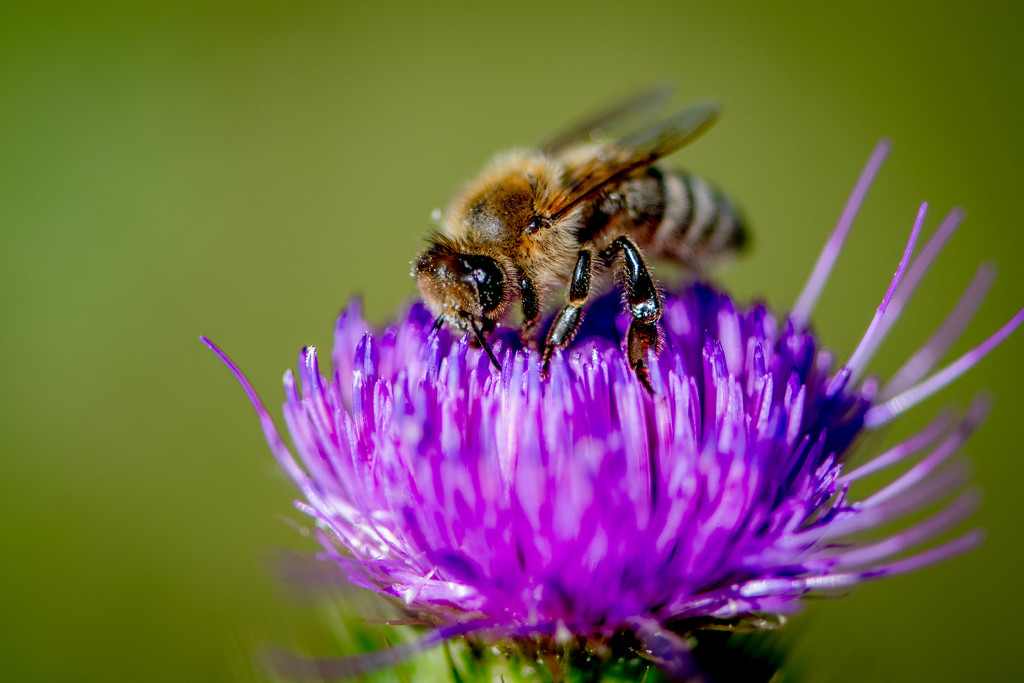 Bee on a thistle by yorkshirekiwi
