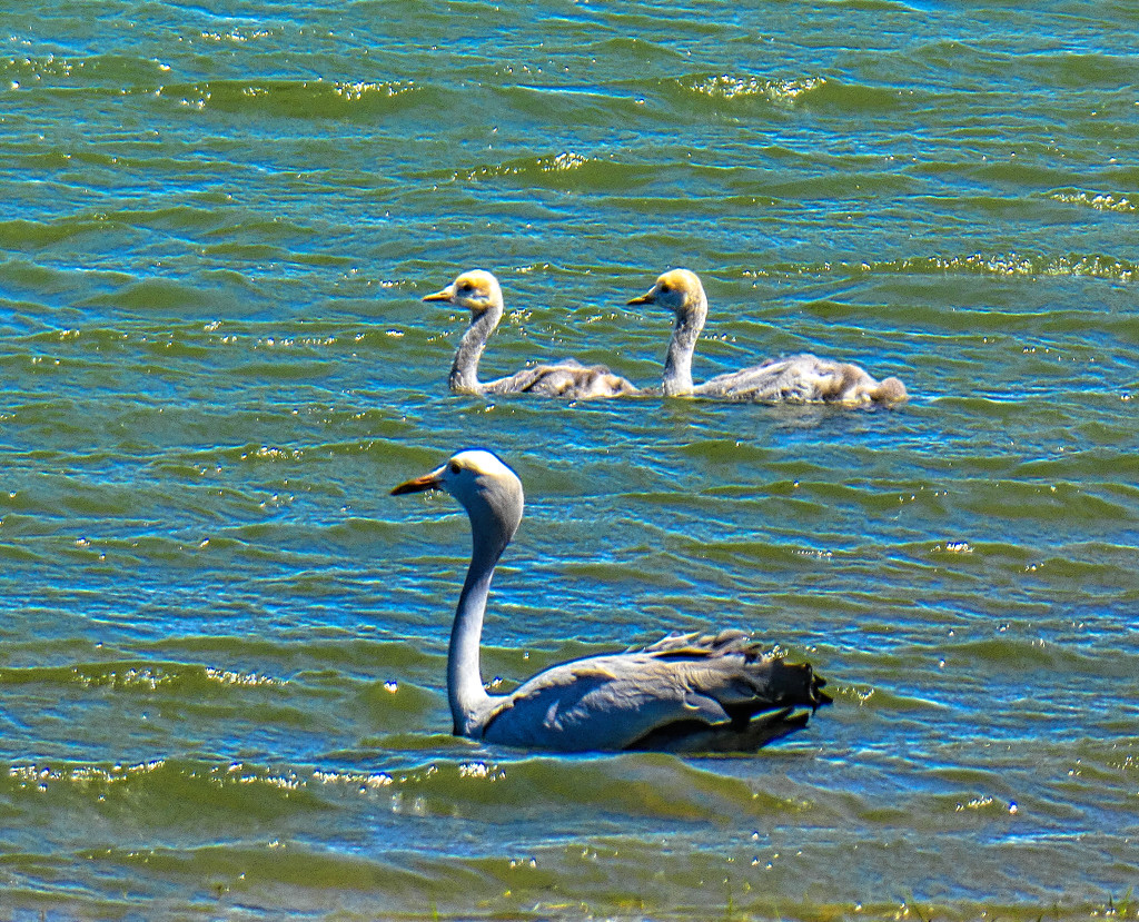 Blue Crane Mom and her chicks. by ludwigsdiana