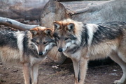 13th Dec 2017 - Mexican Gray Wolves