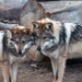 Mexican Gray Wolves by randy23