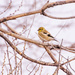 winter goldfinch by aecasey