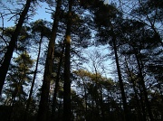 3rd Jan 2011 - The forrest