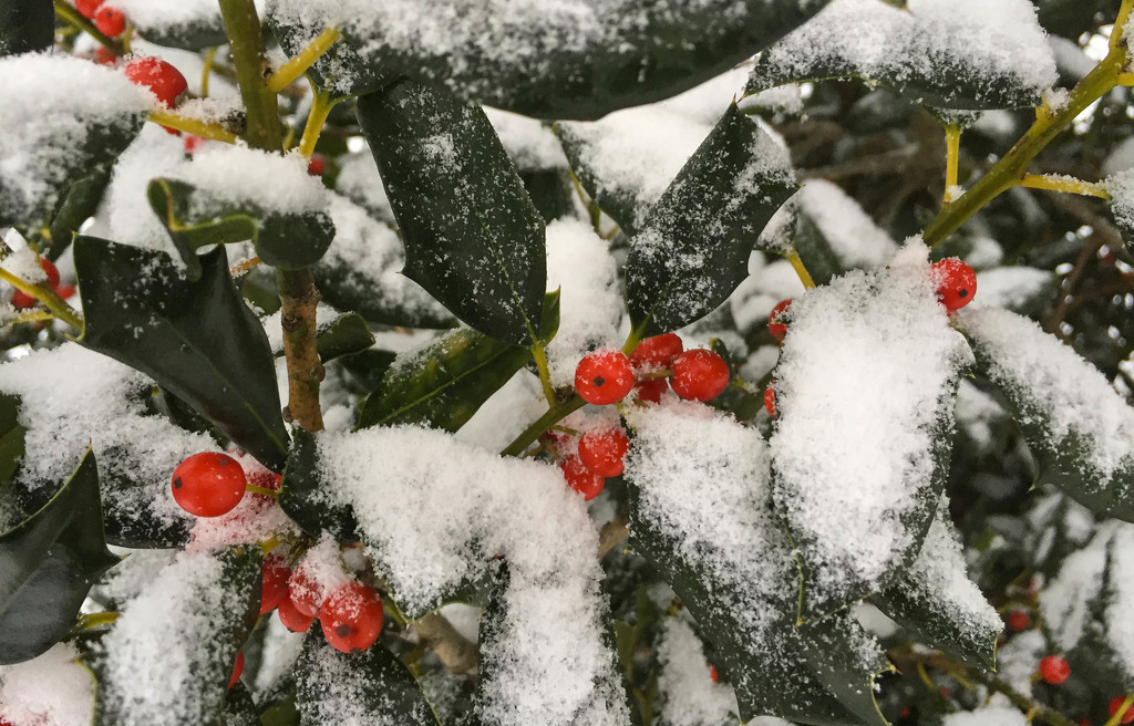Snowy Holly by loweygrace