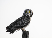 16th Dec 2017 - Short-Eared Owl