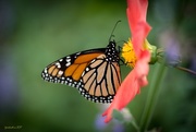 16th Dec 2017 - Monarch Butterfly