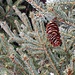 Lonely Pine Cone  by jo38