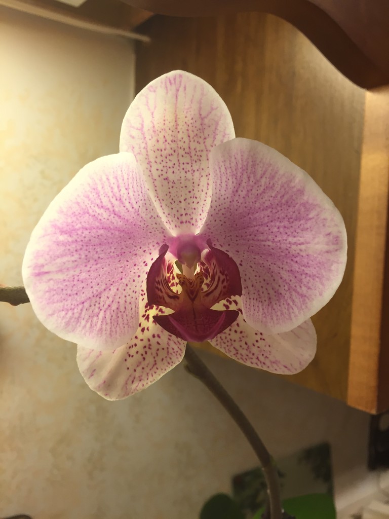 Another of my dad’s orchids  by kchuk