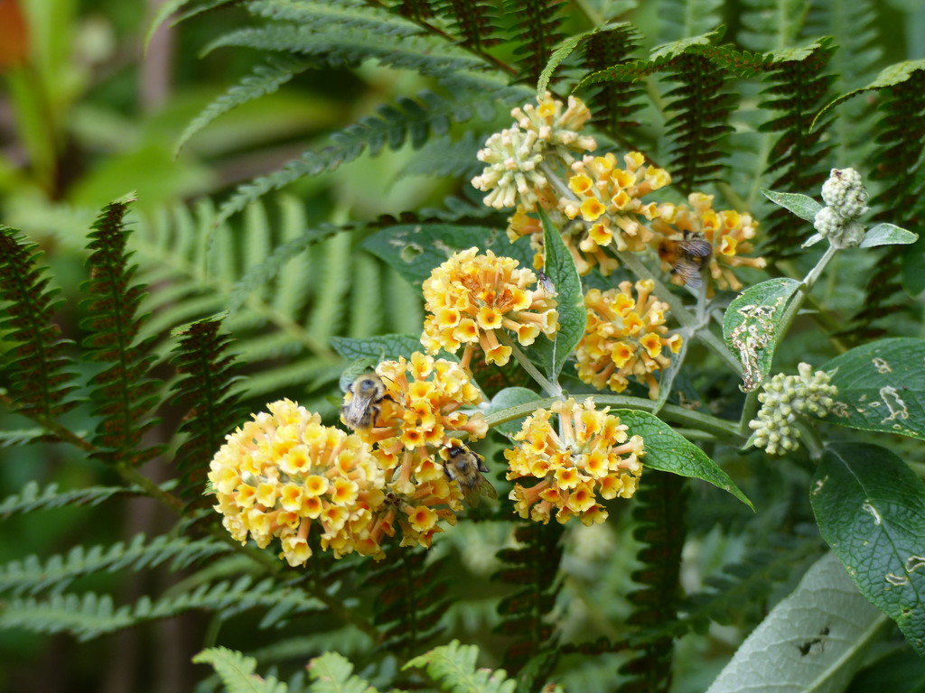  Yellow Pom Pom Buddleia  by susiemc