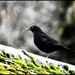Mr BLackbird by rosiekind