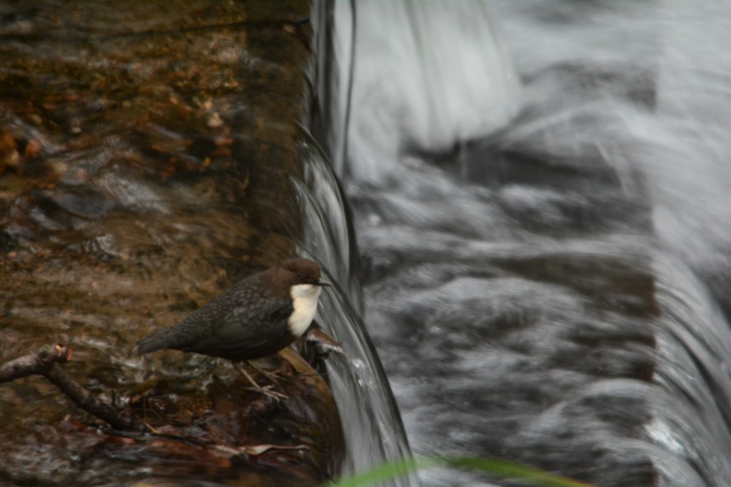 White throated Dipper.... by ziggy77