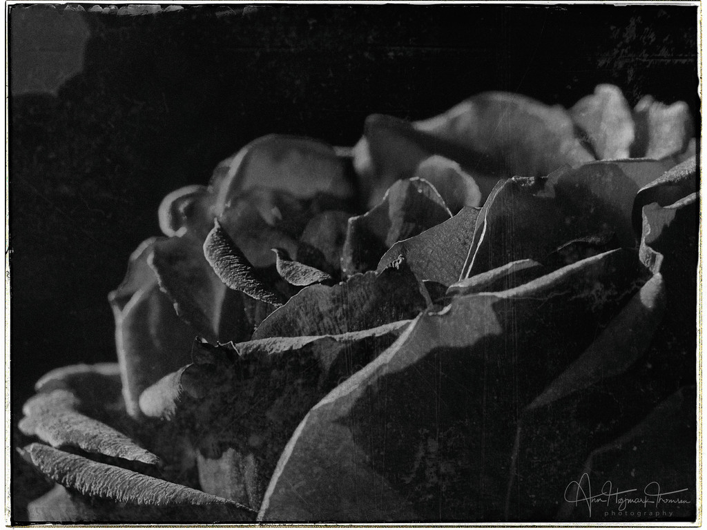 Black rose by atchoo