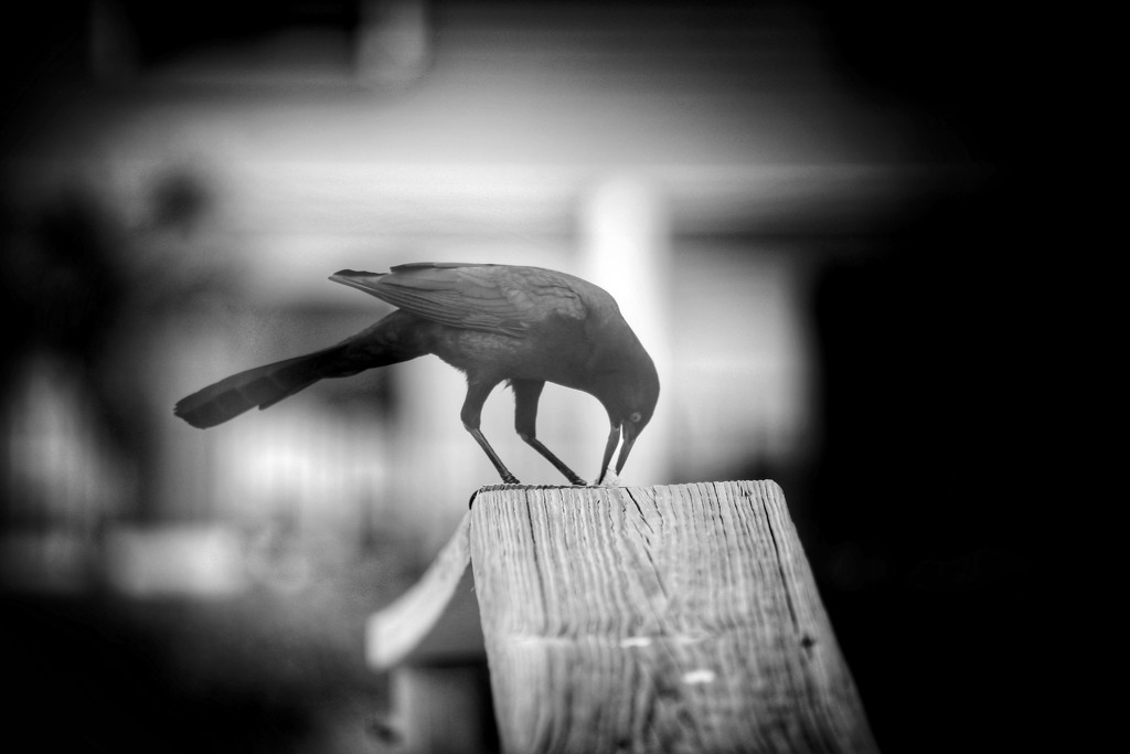 The hungry bird 🦅 by joemuli