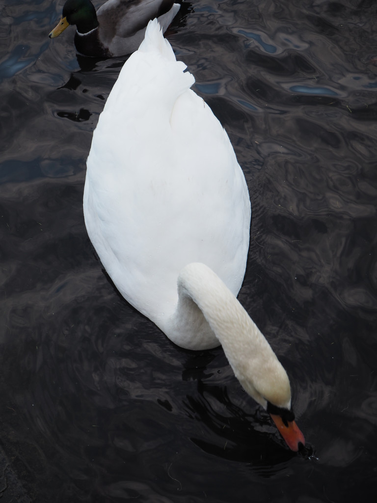 Swan by josiegilbert