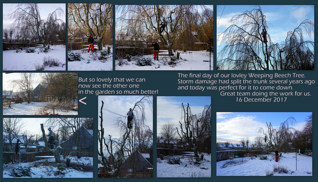 Tree story  by sarah19