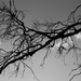 leafless by wenbow