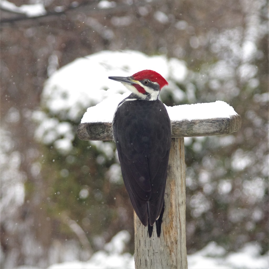 Pileated Woodpecker  by radiogirl