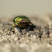 christmas beetle by wenbow