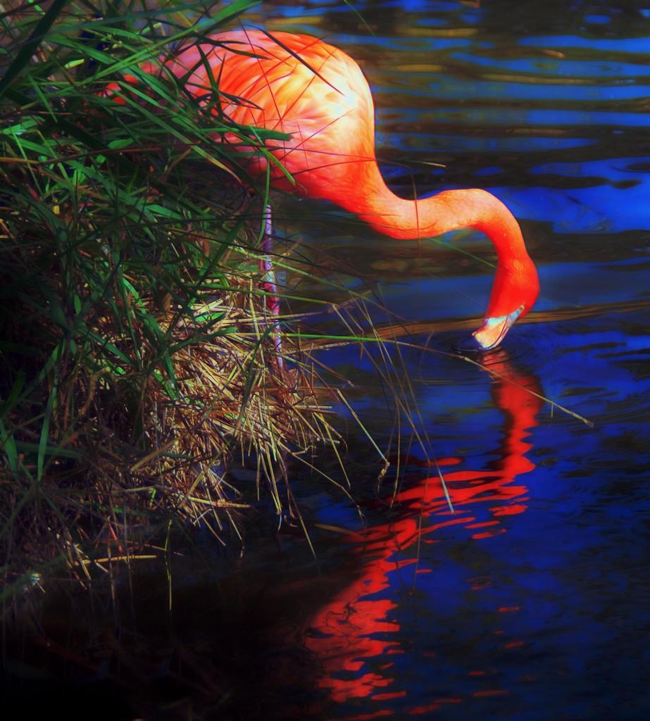 Flamingo Reflections by joysfocus