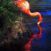 Flamingo Reflections by joysfocus