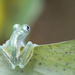 See-through Glass Frog  by pdulis