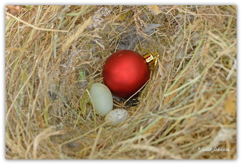 Christmas Bauble in birds nest... by julzmaioro