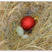 Christmas Bauble in birds nest... by julzmaioro