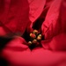 Annual Poinsettia by phil_sandford