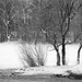 Trees in the Snow by jyokota