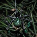Day 343: Christmas Spiders !!! by jeanniec57