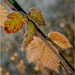 Colourful winter leaves by pcoulson