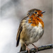 Dishevelled Robin by pcoulson
