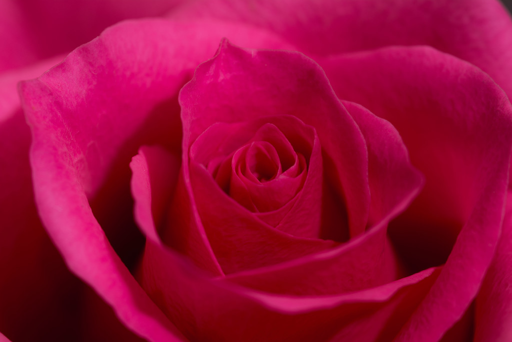 Pink rose by rumpelstiltskin