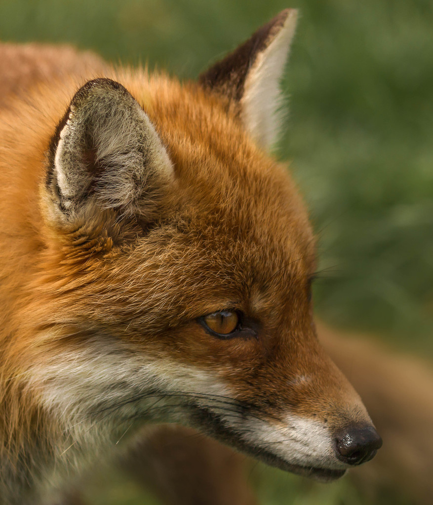 foxy loxy by shepherdmanswife