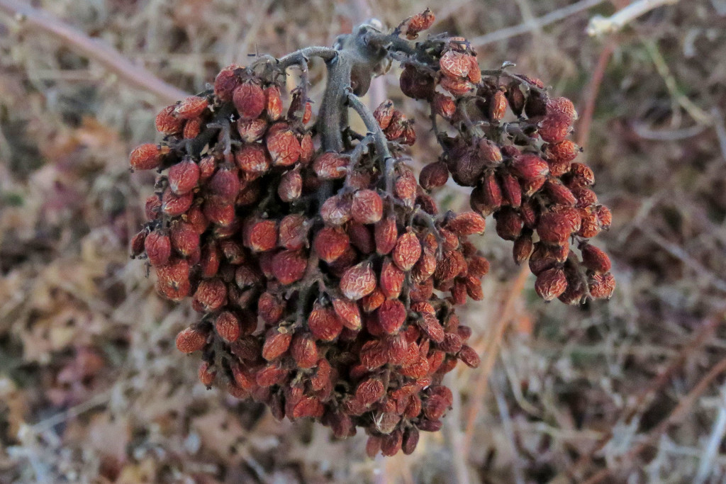 A Full Handful of Berries by milaniet