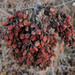 A Full Handful of Berries by milaniet