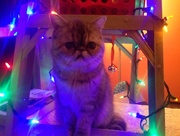 17th Dec 2017 - Technicolor kitty