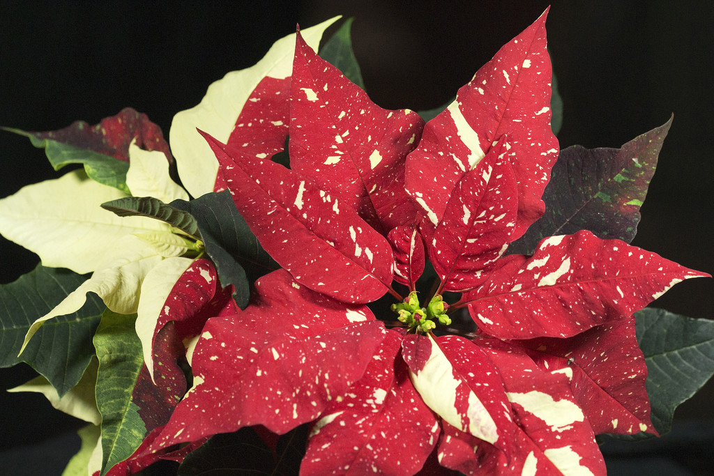 Candy Cane Poinsettia by gaylewood