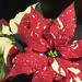 Candy Cane Poinsettia by gaylewood