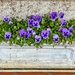 Blue Pansies on a blue Monday.. by ludwigsdiana