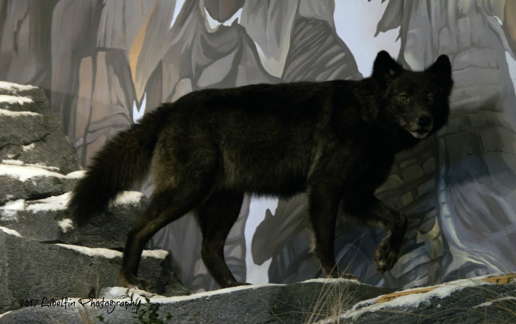 Black Wolf by kathyo