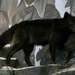 Black Wolf by kathyo