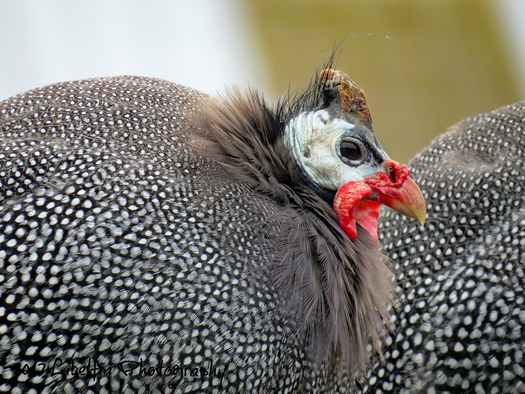 Guinea Fowl at the Farm by kathyo